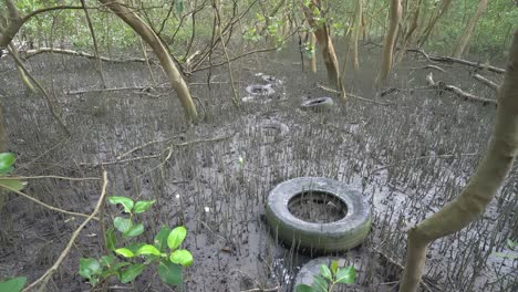 Tilting-of-pollution-car-tire-left-at-mangrove-tree
